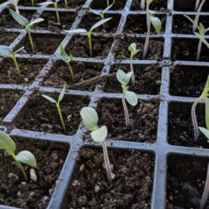 San Marzano Tomato Plant Start